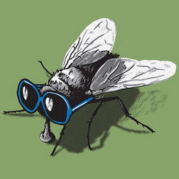 Motiv Fly glasses
